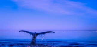 Czy podanie imienia i nazwiska jest naruszeniem danych osobowych RODO? Czy podanie imienia i nazwiska jest naruszeniem danych osobowych RODO?