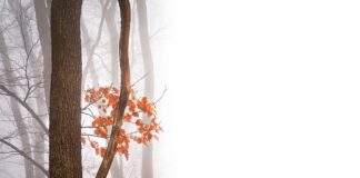 Jak napisać negatywny feedback po rozmowie kwalifikacyjnej?