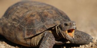 Jak cofnąć wysłany przelew? Jak cofnąć wysłany przelew?