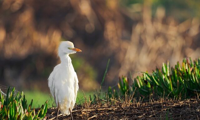 Czy w negocjacjach uczestniczy mediator? Czy w negocjacjach uczestniczy mediator?