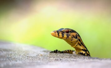 Jak monitorować realizacją podstawy programowej? Jak monitorować realizacją podstawy programowej?